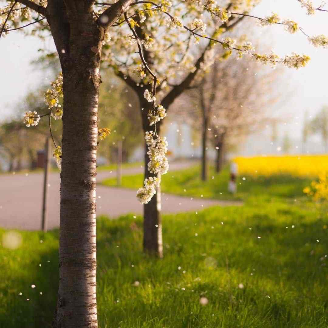 آهنگ جدید  دایان ددیم بودا گچر ددیم کریم آراز
